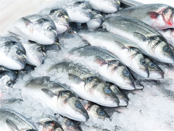 Solutions de glace CBFI pour la pêche : révolutionner la conservation du poisson et des fruits de mer grâce à la glace en flocons et aux systèmes de ratissage automatisés